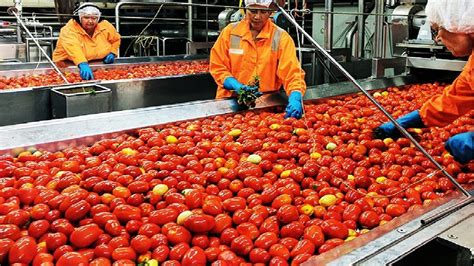 Tomato Processing Plant Business Plan [Sample Template for 2022] (2024)